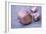 Garlic Cloves-Maxine Adcock-Framed Photographic Print