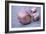 Garlic Cloves-Maxine Adcock-Framed Photographic Print