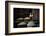 Garlic Market 2-Valda Bailey-Framed Photographic Print