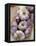 Garlic, Moustiers-Sainte-Marie, Provence, France-Sergio Pitamitz-Framed Premier Image Canvas