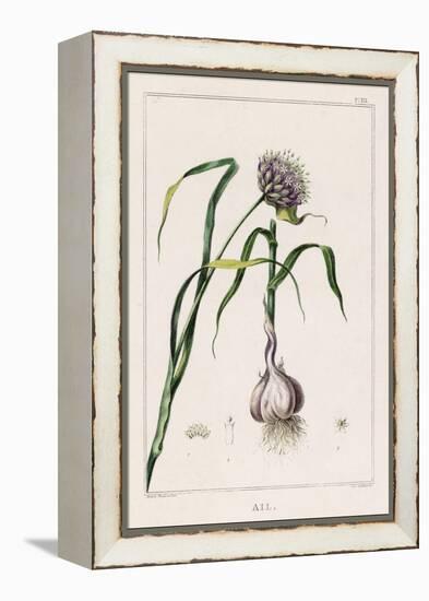 Garlic Showing the Purple Flower and the Bulb-null-Framed Premier Image Canvas