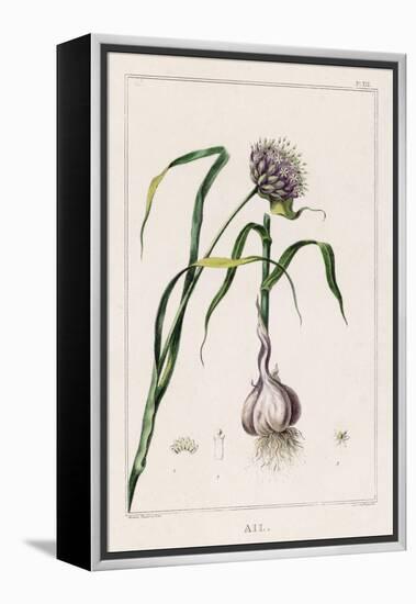 Garlic Showing the Purple Flower and the Bulb-null-Framed Premier Image Canvas
