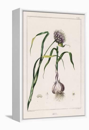 Garlic Showing the Purple Flower and the Bulb-null-Framed Premier Image Canvas