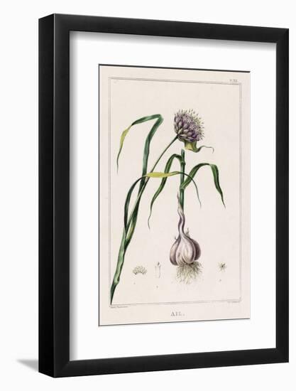 Garlic Showing the Purple Flower and the Bulb-null-Framed Photographic Print