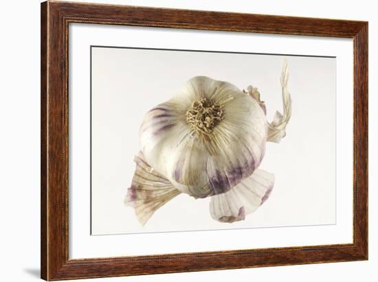 Garlic-null-Framed Photographic Print