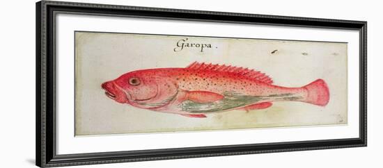 Garopa-John White-Framed Giclee Print