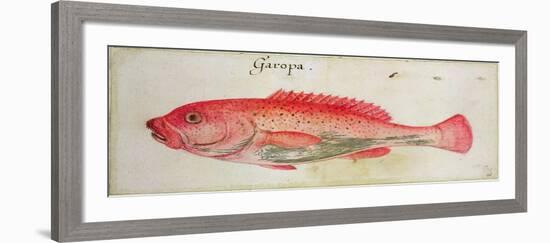 Garopa-John White-Framed Giclee Print