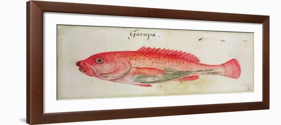 Garopa-John White-Framed Giclee Print