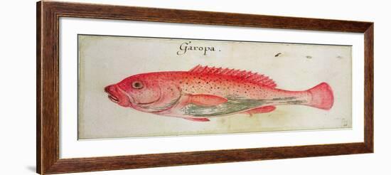 Garopa-John White-Framed Giclee Print