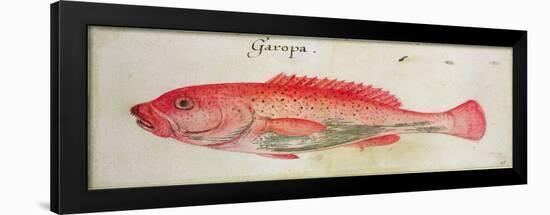 Garopa-John White-Framed Giclee Print