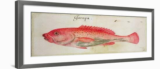 Garopa-John White-Framed Giclee Print