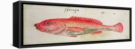 Garopa-John White-Framed Premier Image Canvas