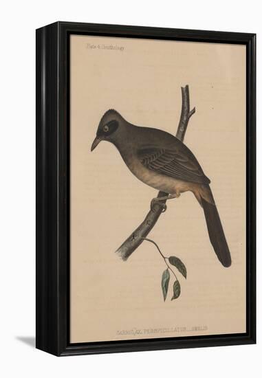 Garrulax Perspicillatus (Gmelin), 1855-null-Framed Premier Image Canvas