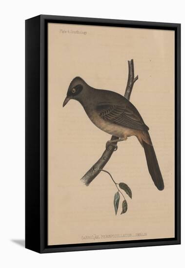 Garrulax Perspicillatus (Gmelin), 1855-null-Framed Premier Image Canvas