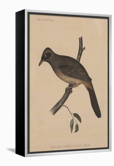 Garrulax Perspicillatus (Gmelin), 1855-null-Framed Premier Image Canvas