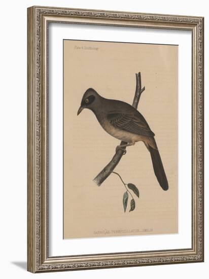 Garrulax Perspicillatus (Gmelin), 1855-null-Framed Giclee Print