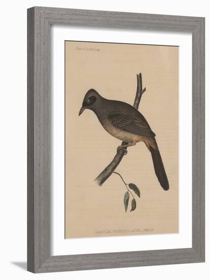 Garrulax Perspicillatus (Gmelin), 1855-null-Framed Giclee Print