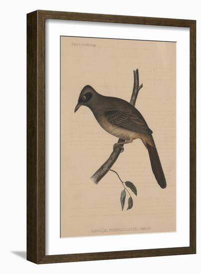 Garrulax Perspicillatus (Gmelin), 1855-null-Framed Giclee Print