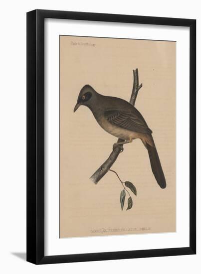 Garrulax Perspicillatus (Gmelin), 1855-null-Framed Giclee Print