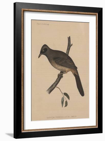 Garrulax Perspicillatus (Gmelin), 1855-null-Framed Giclee Print