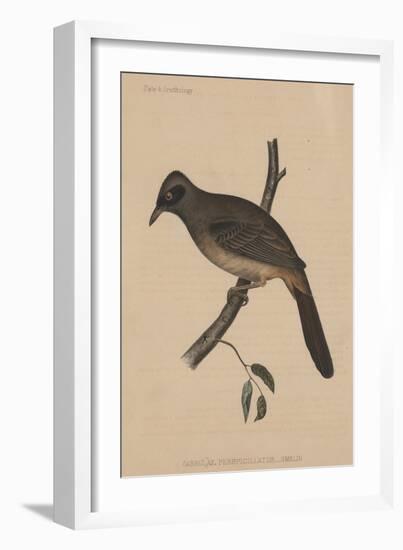 Garrulax Perspicillatus (Gmelin), 1855-null-Framed Giclee Print