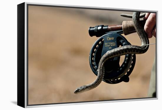 Garter Snake  Slithers Across Fly Fishing Gear-Liam Doran-Framed Premier Image Canvas