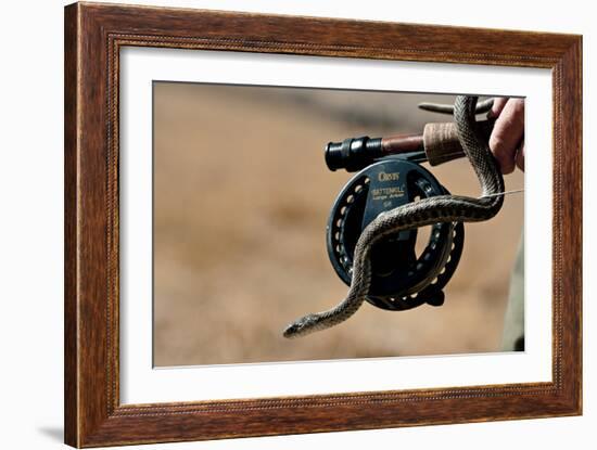 Garter Snake  Slithers Across Fly Fishing Gear-Liam Doran-Framed Photographic Print