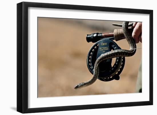 Garter Snake  Slithers Across Fly Fishing Gear-Liam Doran-Framed Photographic Print