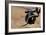 Garter Snake  Slithers Across Fly Fishing Gear-Liam Doran-Framed Photographic Print