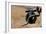 Garter Snake  Slithers Across Fly Fishing Gear-Liam Doran-Framed Photographic Print
