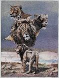 Lion Montage-Gary Ampel-Art Print