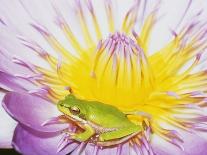 Eastern Dwarf Tree Frog on Blossoming Water Lily-Gary Bell-Photographic Print