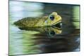Premium Photographic Print