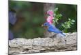 Premium Photographic Print