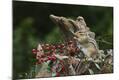 Premium Photographic Print