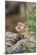 Premium Photographic Print