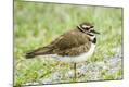 Premium Photographic Print