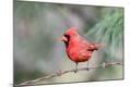 Photographic Print