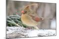Premium Photographic Print