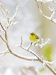 Pine Warbler Perching on Branch in Winter, Mcleansville, North Carolina, USA-Gary Carter-Photographic Print