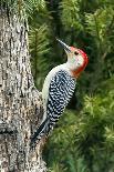 Red-Bellied Woodpecker-Gary Carter-Photographic Print
