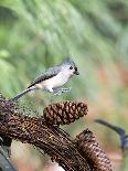 Blue Jay-Gary Carter-Photographic Print