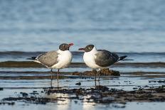 View of Laughing Gull Standing in Water-Gary Carter-Photographic Print