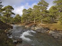Scots Pine Forest and Lui Water, Deeside, Cairngorms National Park, Aberdeenshire, Scotland, UK-Gary Cook-Photographic Print