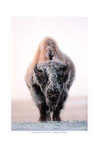 Ghost of the Plains by Gary Crandall