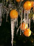 Drip Irrigation Creates Icicles and Forms an Insulation and Way of Protecting Oranges on the Trees-Gary Kazanjian-Laminated Photographic Print