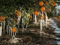 Drip Irrigation Creates Icicles and Forms an Insulation and Way of Protecting Oranges on the Trees-Gary Kazanjian-Laminated Photographic Print