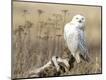 Photographic Print