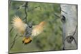 Premium Photographic Print