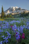 Field of Arrowleaf Balsamroot, Lupine and an Oak Tree at Columbia Hills State Park, Mt. Hood-Gary Luhm-Photographic Print